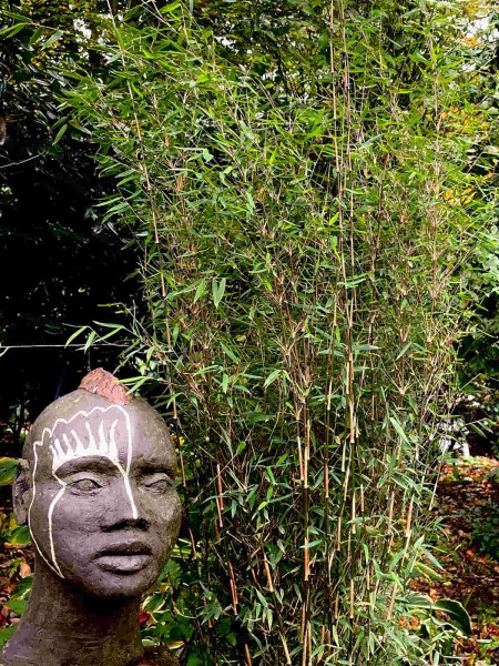 Fargesia Ruby Black Badger