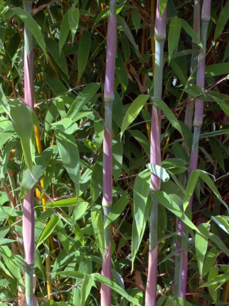 Fargesia 'Mighty Marabu'®3