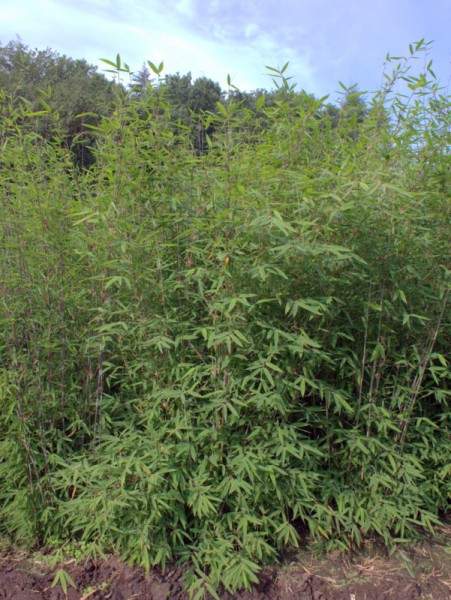 Bambushecke Fargesia nitida 'Winter Joy'