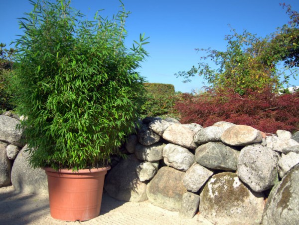 Fargesia 'Malachite Monkeys'®