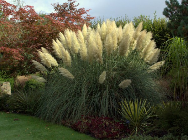 Pampasgras Cortaderia selloana1