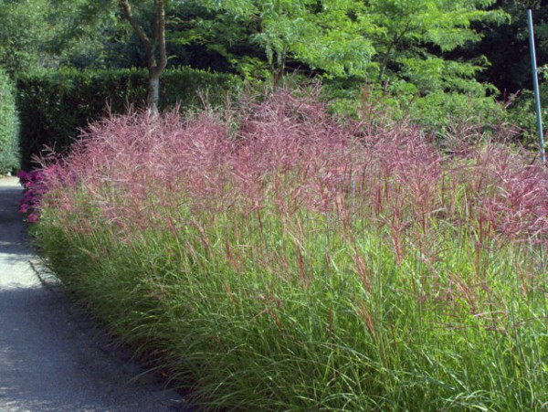 Miscanthus sinensis 'Ferner Osten'1