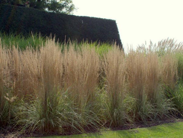 Calamagrostis x acutiflora 'Karl Foerster'1