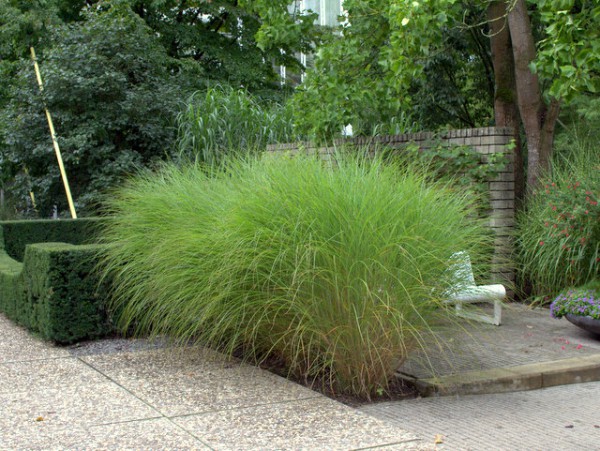 Miscanthus sinensis 'Gracillimus'