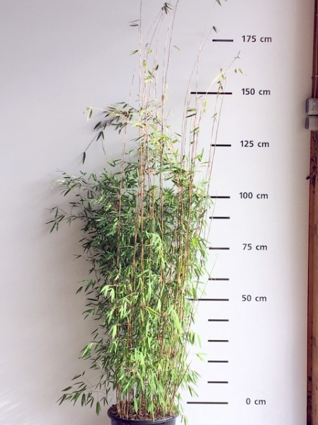 Fargesia 'Jiuzhaigou 1'5