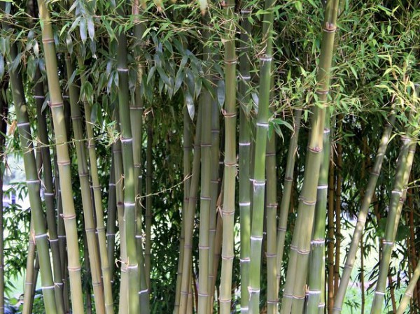 Phyllostachys parvifolia1