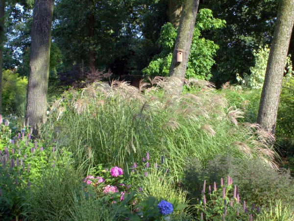 Miscanthus sinensis 'Flamingo'1