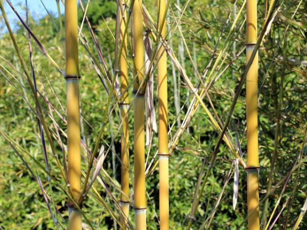 Phyllostachys aureosulcata 'Aureocaulis'3