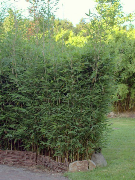 Fargesia 'Blue Lizard'®2