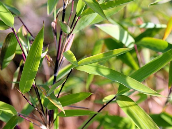 Fargesia demissa 'Gerry'2