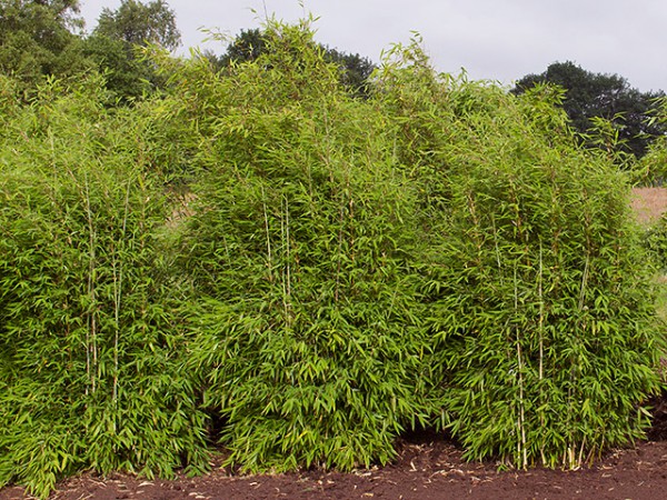 Fargesia 'Green Lion'®1