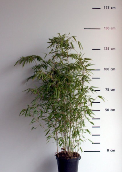 Fargesia rufa 10 l, 100/125 cm