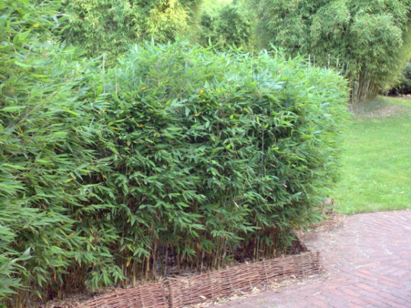 Fargesia 'Blue Lizard'®4