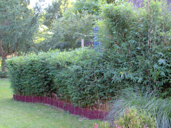 Fargesia 'Blue Lizard'®3