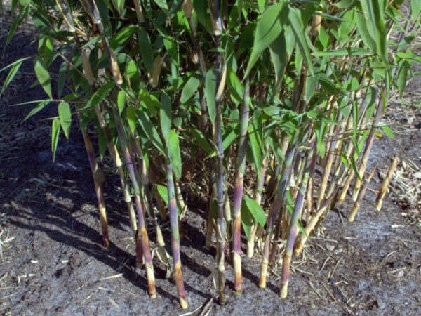 Fargesia 'Red Zebra'®3