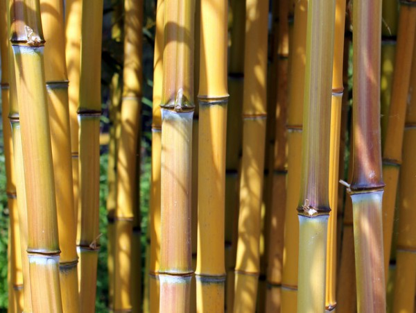 Phyllostachys aureosulcata 'Aureocaulis'2