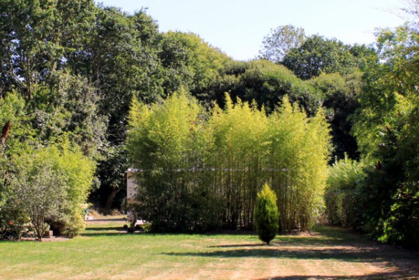 Phyllostachys aureosulcata 'Spectabilis'3