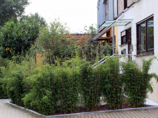 Fargesia 'Jiuzhaigou 1'1