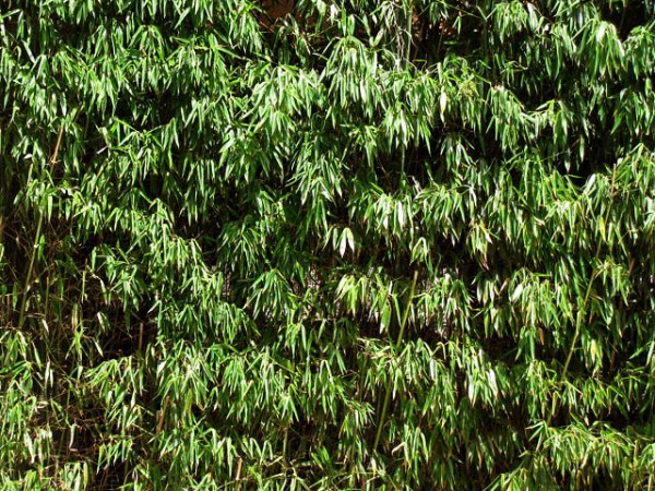 Phyllostachys bissetii3