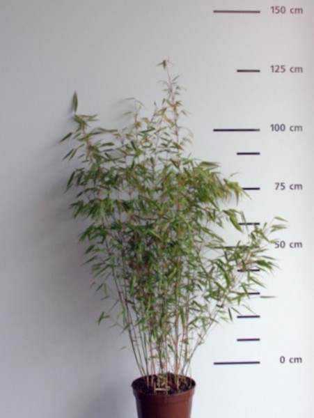 Fargesia rufa 7,5 l, 80/100 cm