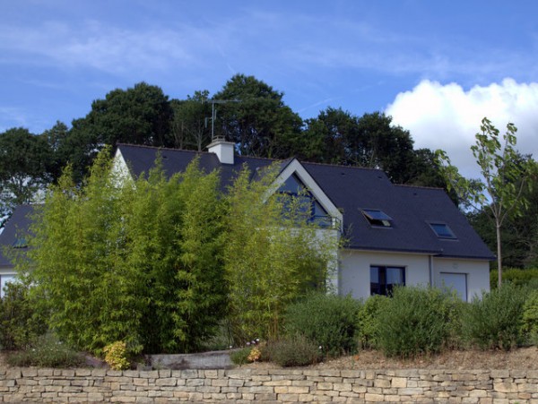 1Phyllostachys aureosulcata 'Spectabilis'1