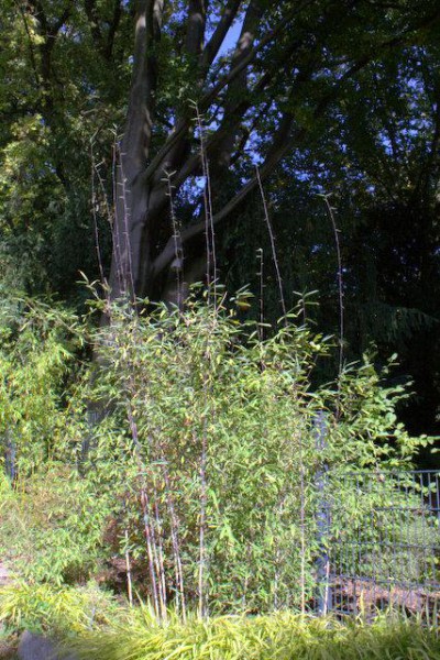 Fargesia demissa 'Gerry'4