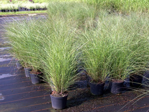 Miscanthus sinensis 'Gracillimus'3