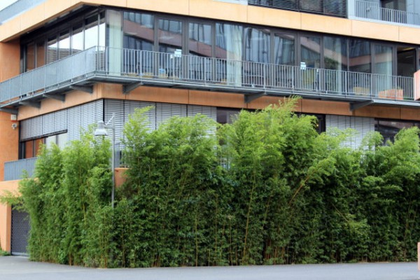 Phyllostachys aureosulcata 'Spectabilis'2