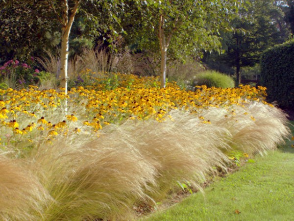 Federgras Stipa tenuissima 'Pony Tails'