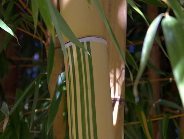 Phyllostachys vivax 'Aureocaulis'1