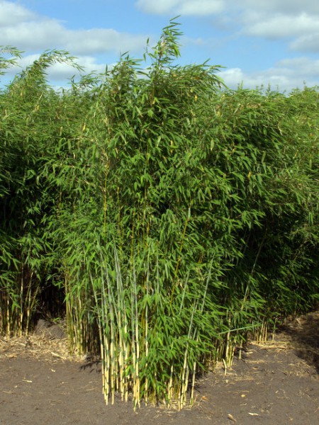 Fargesia 'Ivory Ibis'®3