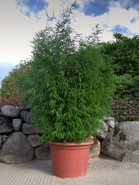 Fargesia 'Malachite Monkeys'®