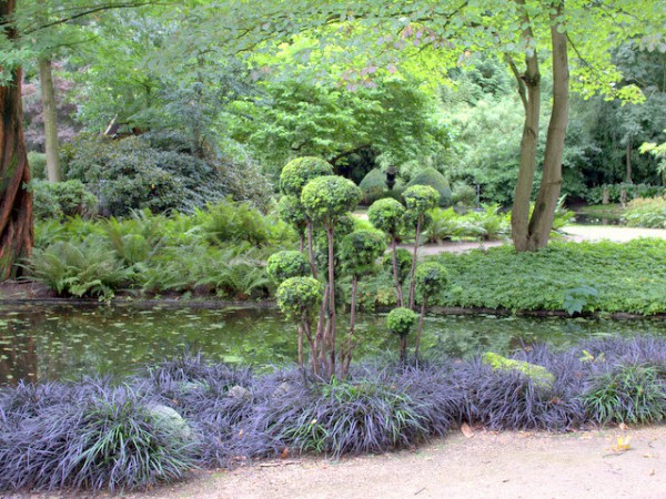 Schlangenbart Ophiopogon planiscapus 'Nigrescens' 1