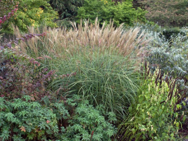 Miscanthus sinensis 'Adagio'1