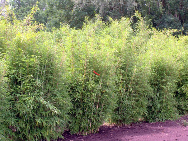 Fargesia 'Green Lion'®3