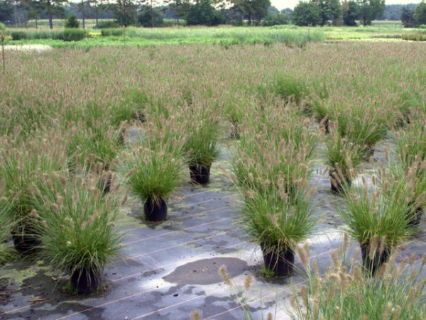 Pennisetum alopecuroides 'Hameln'2