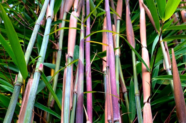 Fargesia 'Windweaver'® Halme