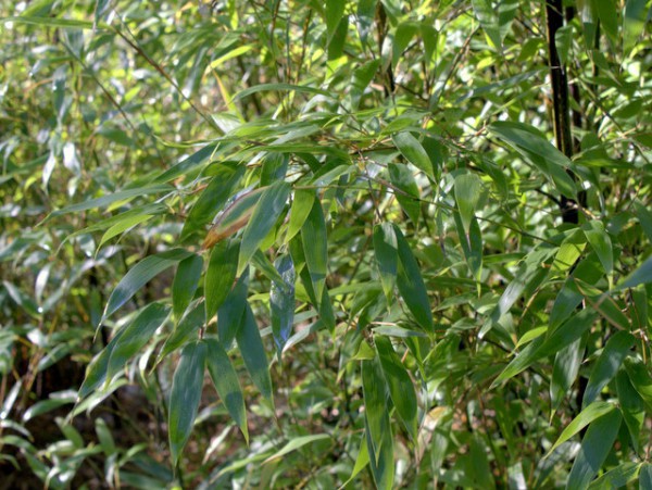 Phyllostachys nigra - Schwarzer Bambus2