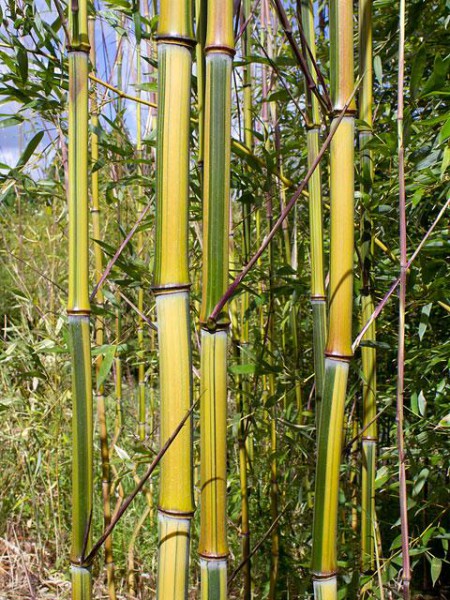 Phyllostachys aureosulcata 'Argus'2