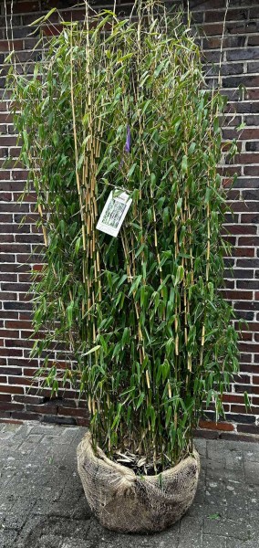 Fargesia 'Ivory Ibis'®