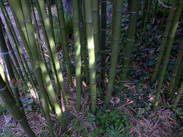 Phyllostachys atrovaginata5
