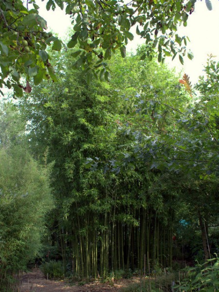 Phyllostachys atrovaginata2