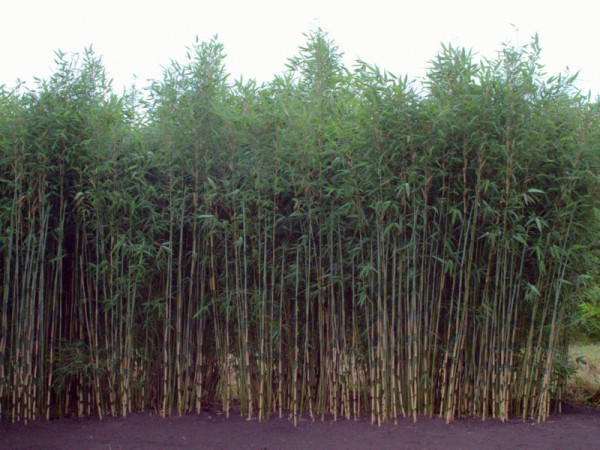 Fargesia 'Elephant Talk'®1