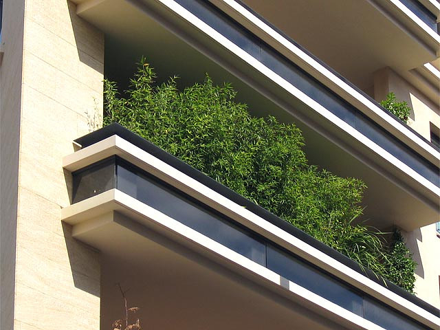 bambus balkon