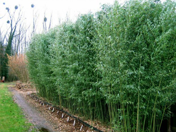 bambus phyllostachys bissetii