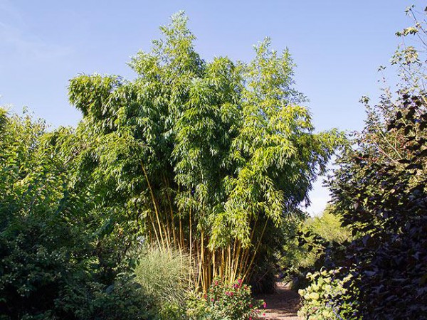 Phyllostachys vivax 'Huangwenzhu inversa'1