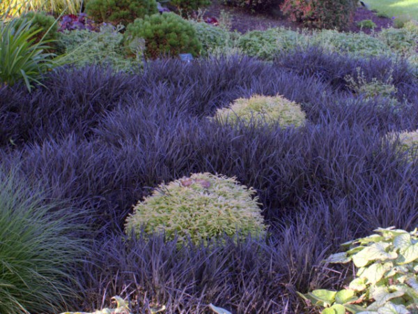 Ophiopogon planiscapus 'Nigrescens'