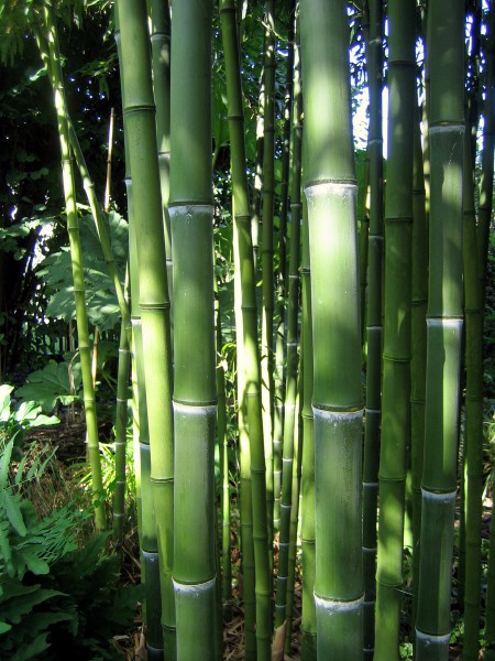 Phyllostachys atrovaginata1