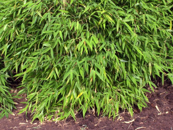 Fargesia 'Green Lion'®4