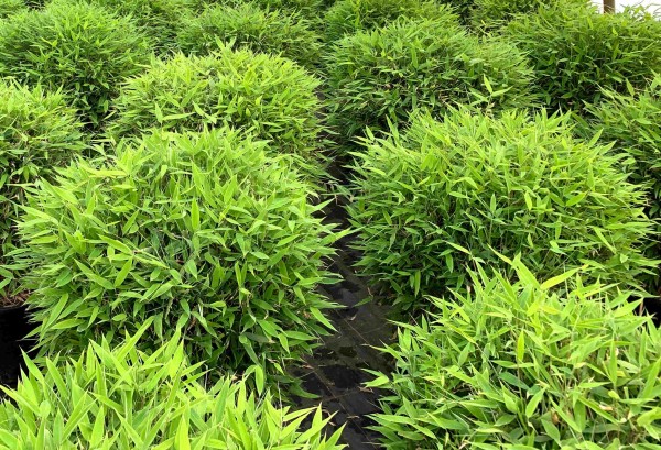 Fargesia 'Moontears'®